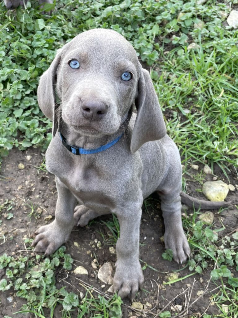 mâle collier bleu