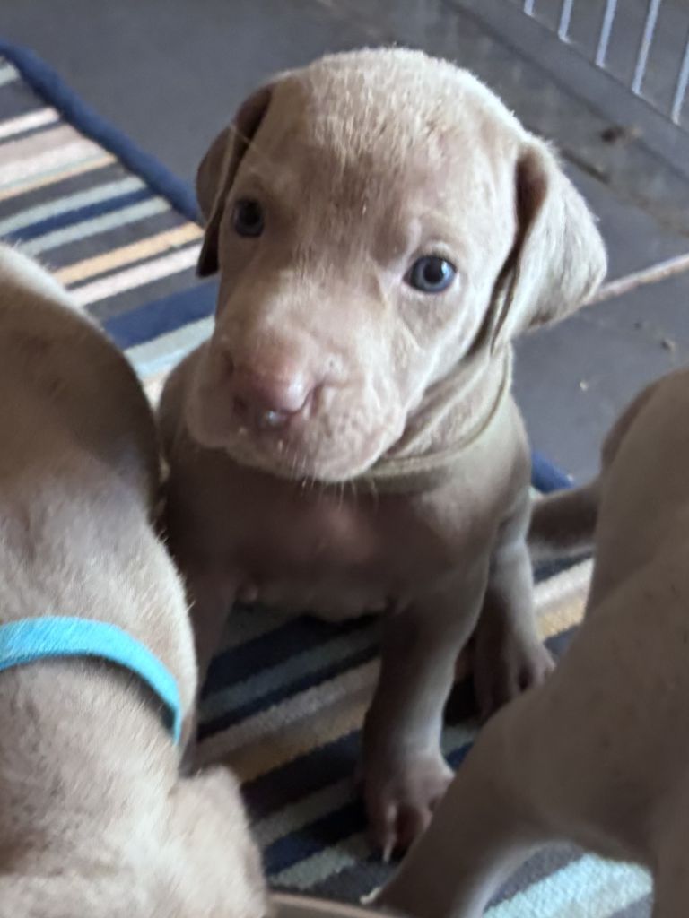 Des Guerriers De Gueule - Chiots disponibles - Braque de Weimar