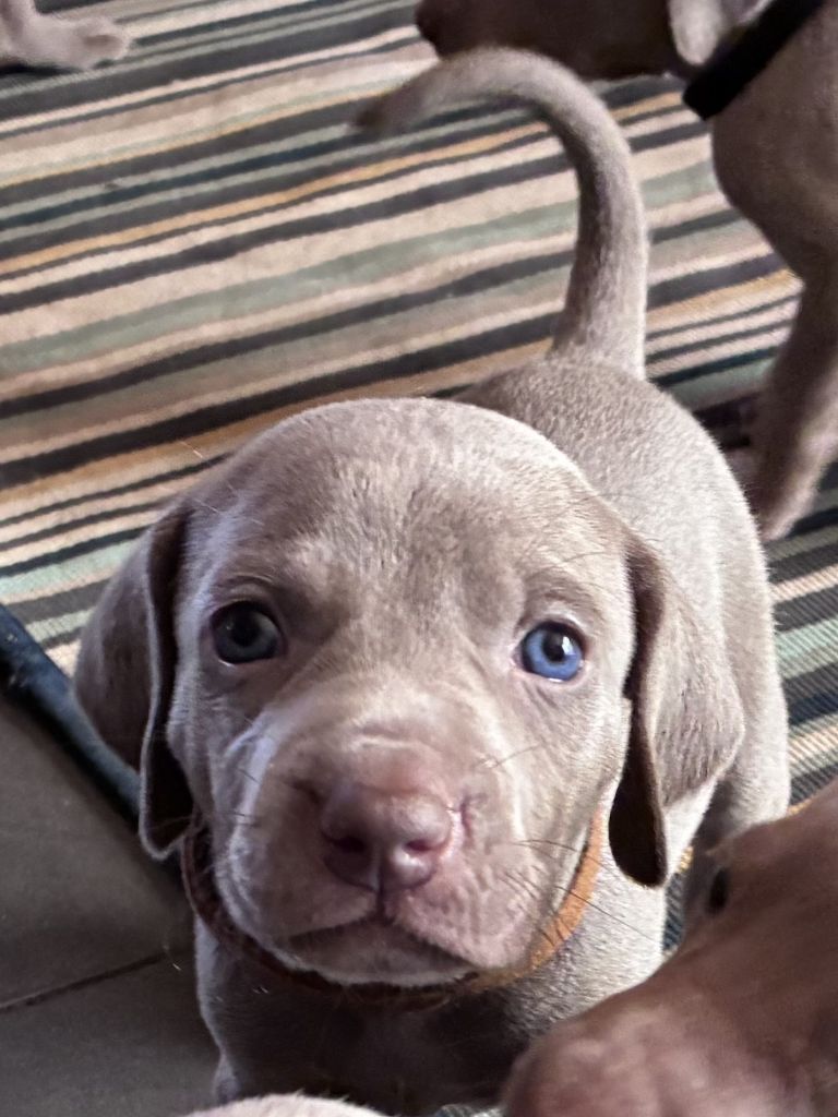 Des Guerriers De Gueule - Chiots disponibles - Braque de Weimar
