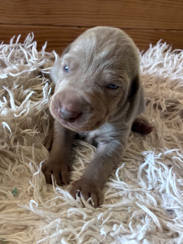 Des Guerriers De Gueule - Chiots disponibles - Braque de Weimar