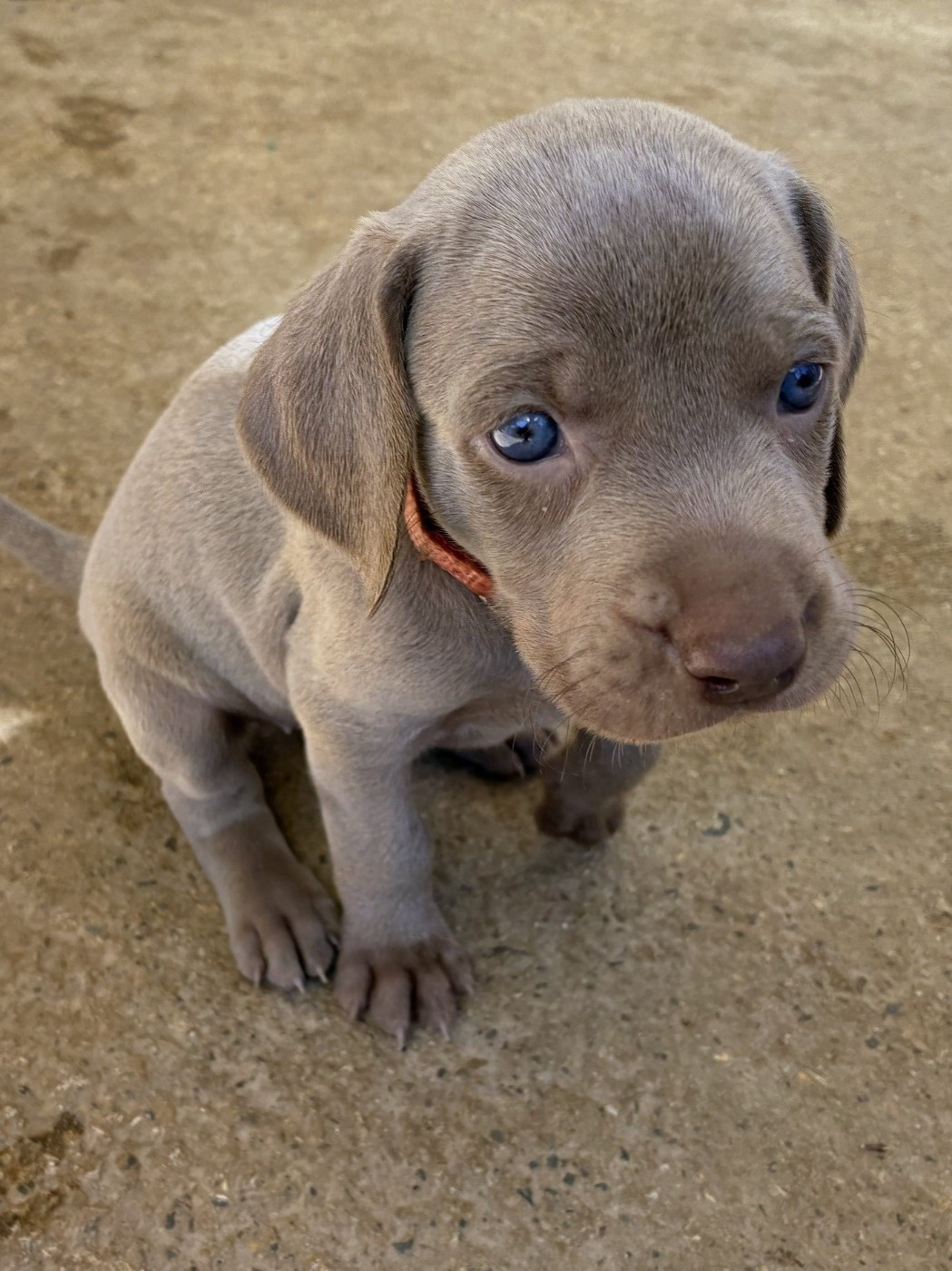 Des Guerriers De Gueule - Chiots disponibles - Braque de Weimar