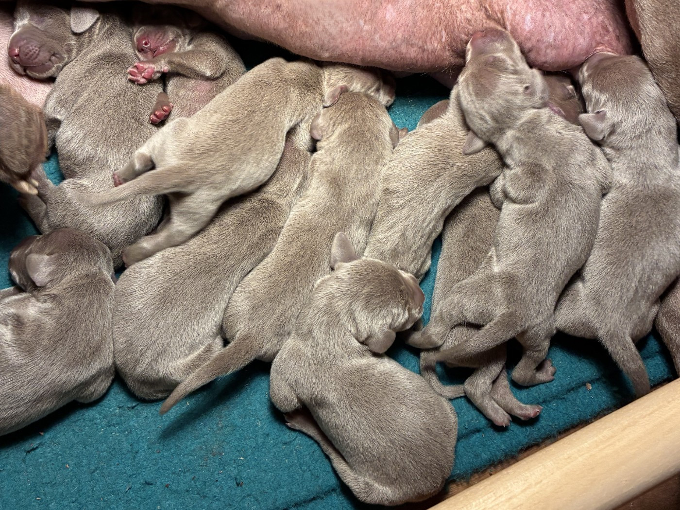 Chiot Braque de Weimar Des Guerriers De Gueule