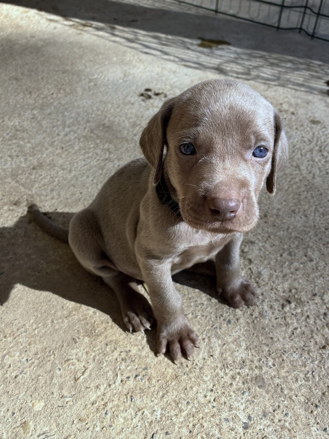 Des Guerriers De Gueule - Chiots disponibles - Braque de Weimar