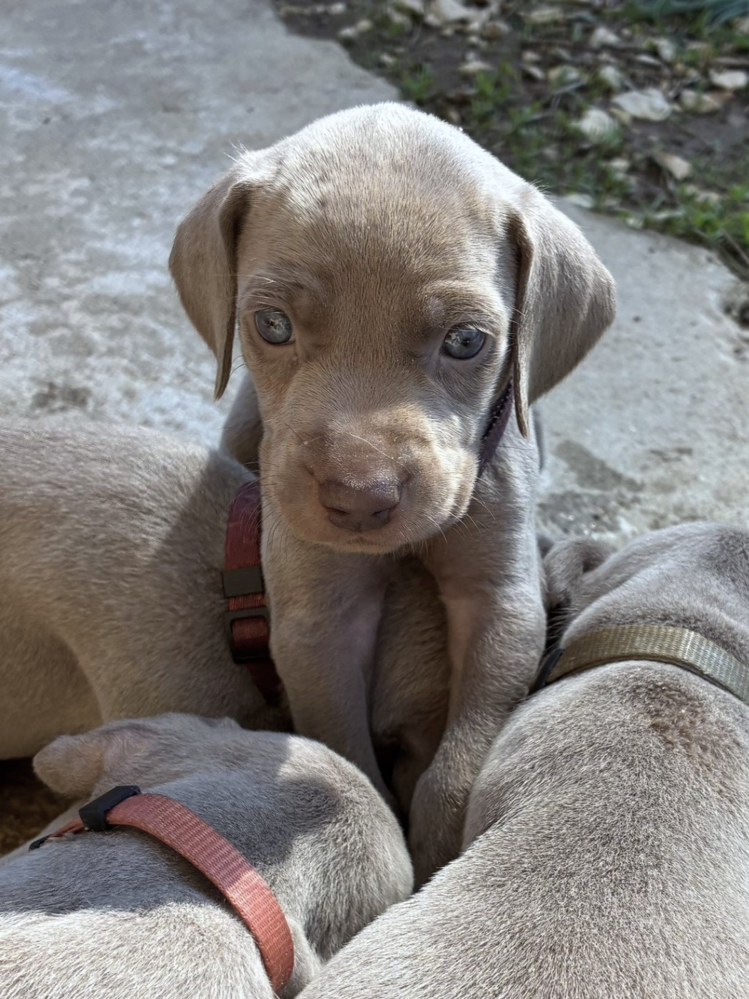 Des Guerriers De Gueule - Chiots disponibles - Braque de Weimar