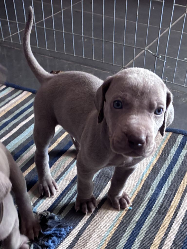 Des Guerriers De Gueule - Chiots disponibles - Braque de Weimar