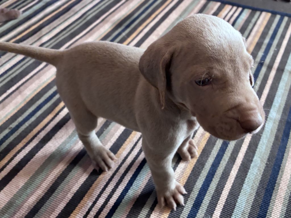 Des Guerriers De Gueule - Chiots disponibles - Braque de Weimar