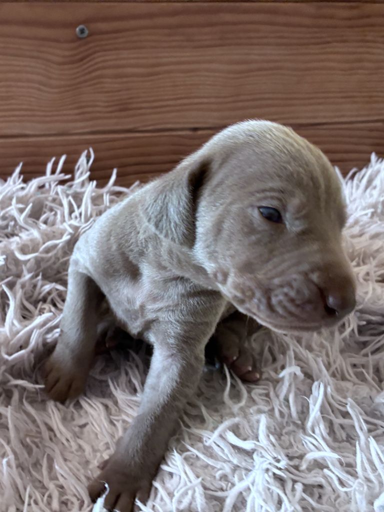 Des Guerriers De Gueule - Chiots disponibles - Braque de Weimar