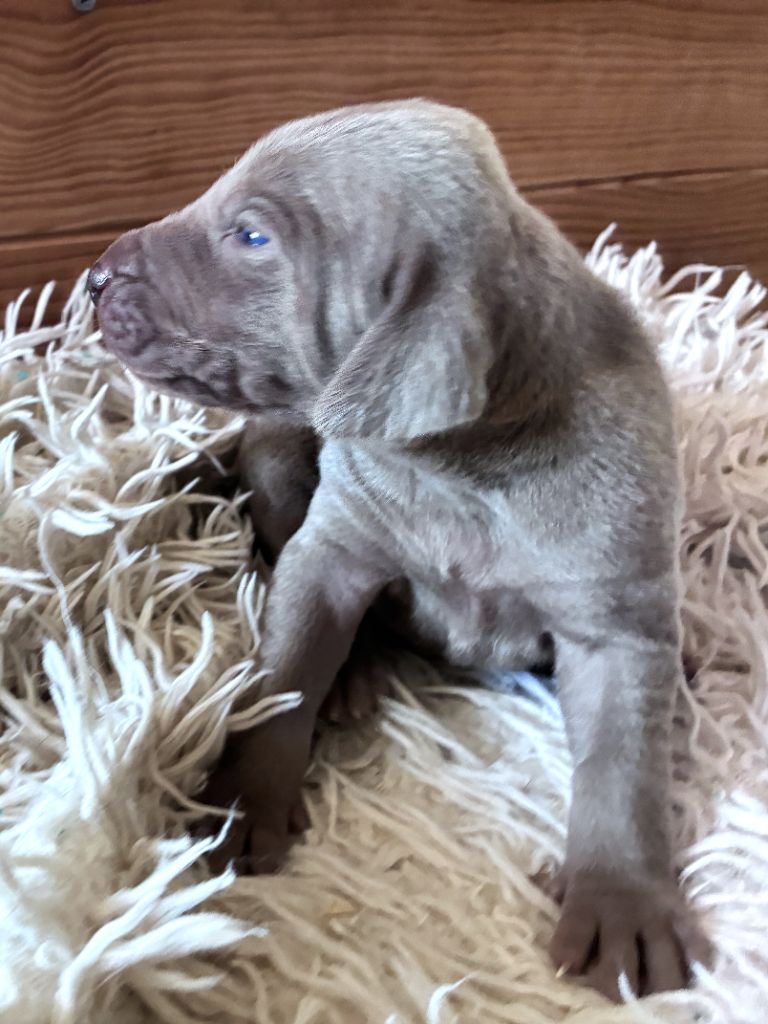 Des Guerriers De Gueule - Chiots disponibles - Braque de Weimar