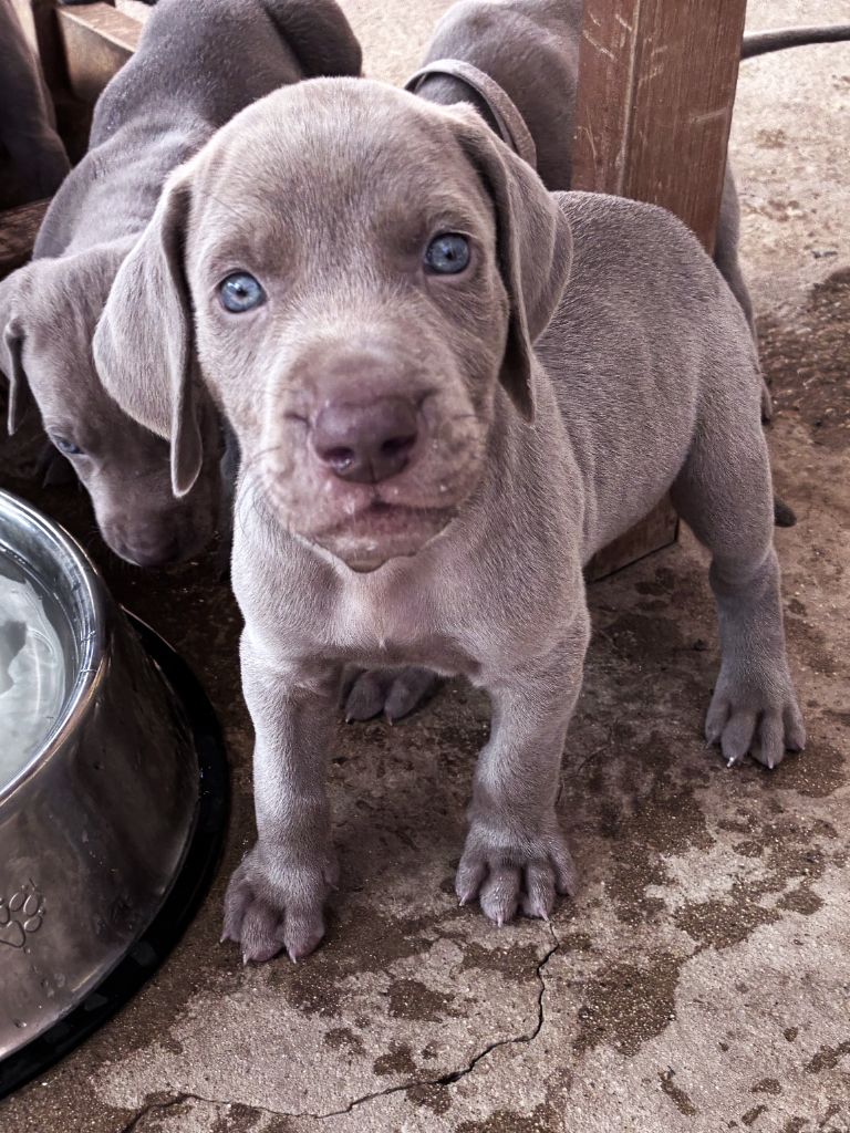 Des Guerriers De Gueule - Chiots disponibles - Braque de Weimar