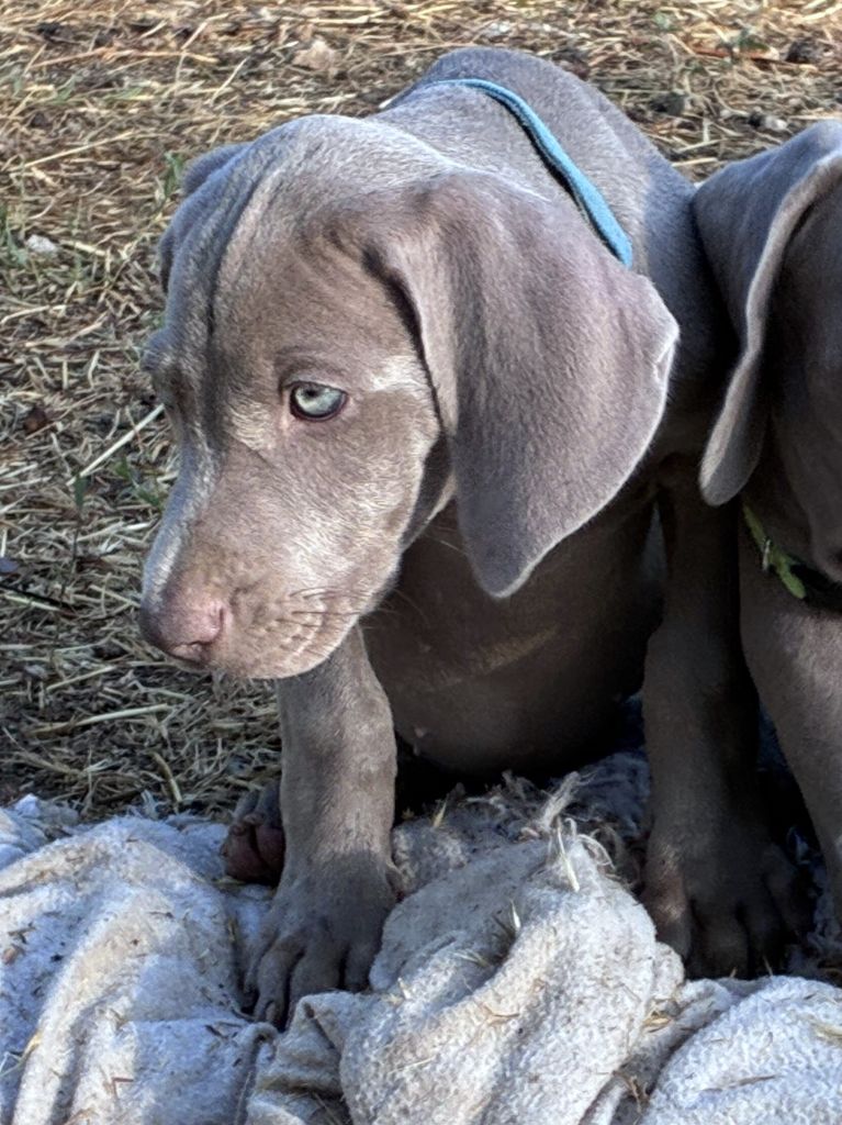 Des Guerriers De Gueule - Chiots disponibles - Braque de Weimar