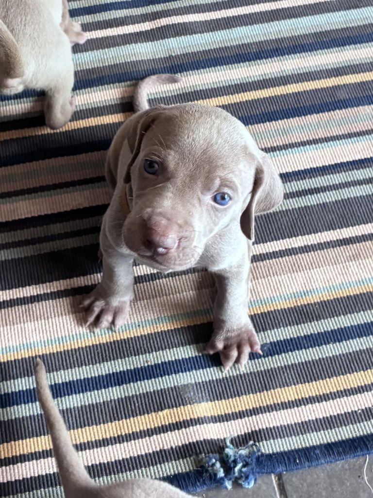 Des Guerriers De Gueule - Chiots disponibles - Braque de Weimar