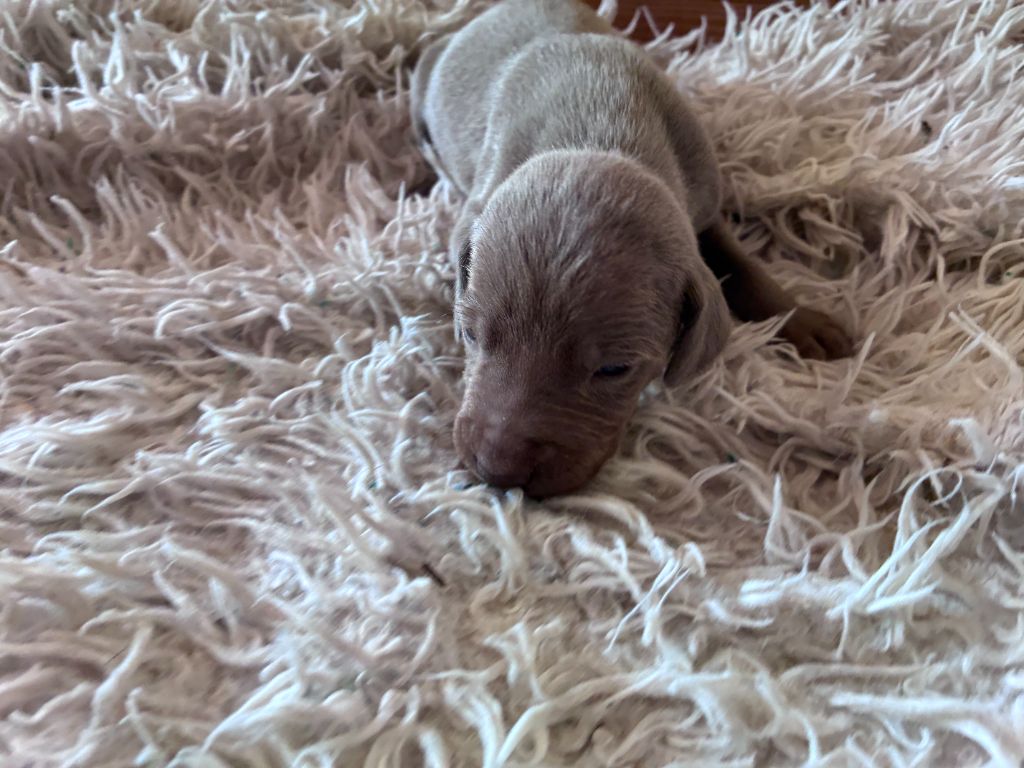 Des Guerriers De Gueule - Chiots disponibles - Braque de Weimar