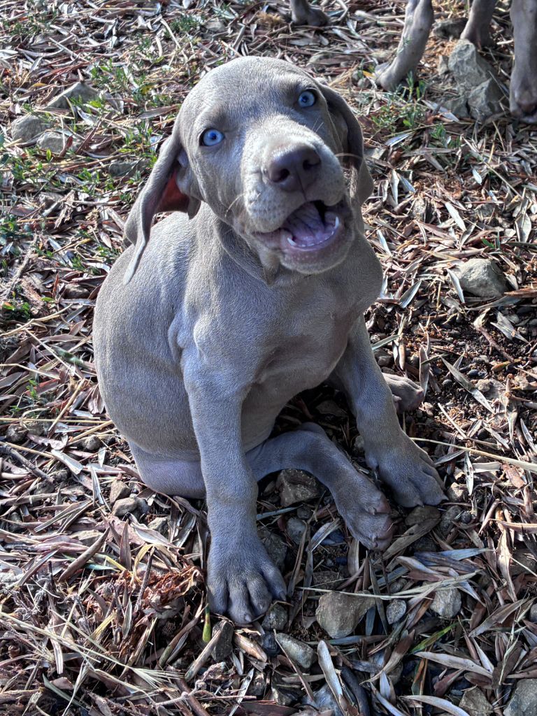 Des Guerriers De Gueule - Chiots disponibles - Braque de Weimar