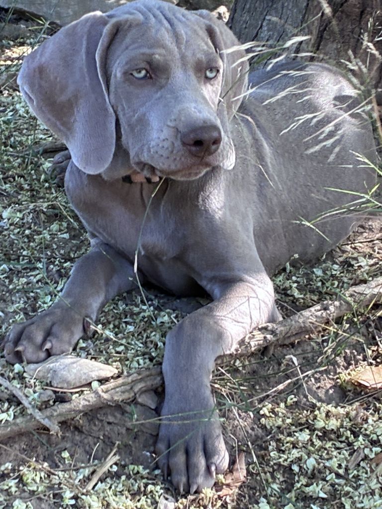 Des Guerriers De Gueule - Chiots disponibles - Braque de Weimar