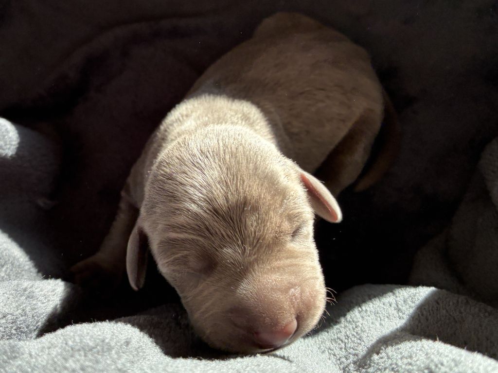 Des Guerriers De Gueule - Chiots disponibles - Braque de Weimar