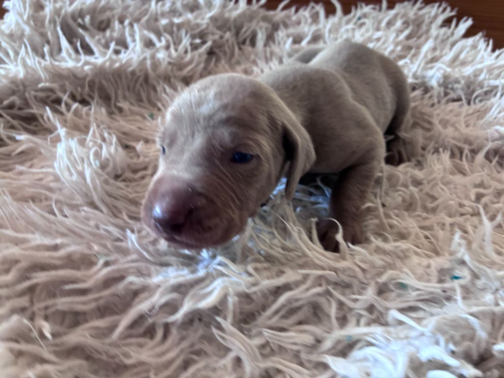 Des Guerriers De Gueule - Chiots disponibles - Braque de Weimar