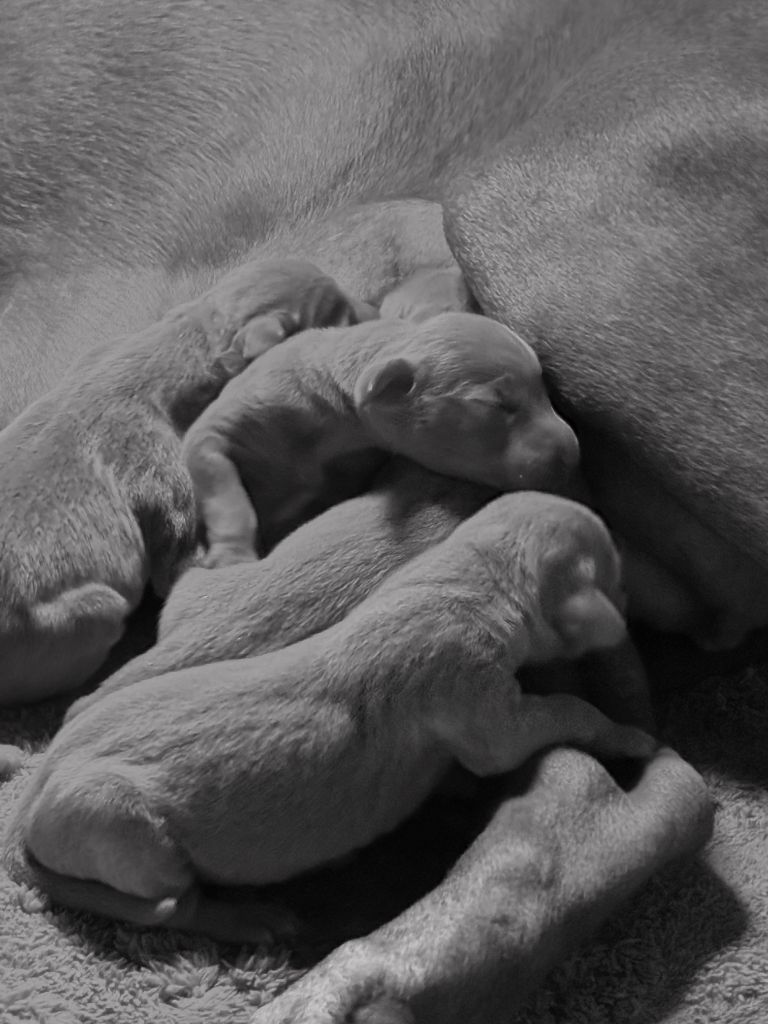 Chiot Braque de Weimar Des Guerriers De Gueule