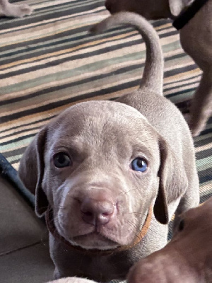 CHIOT
