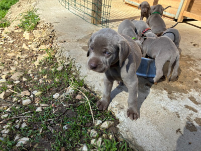 CHIOT 1