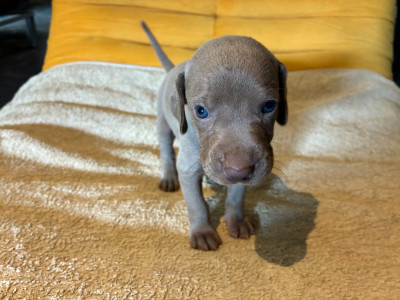 CHIOT 3