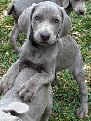 CHIOT 6