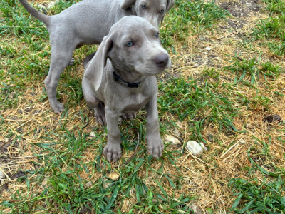 CHIOT 7