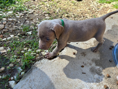 CHIOT 8