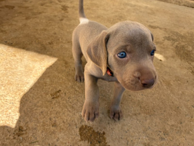CHIOT 10