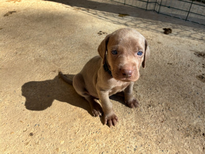 CHIOT 11