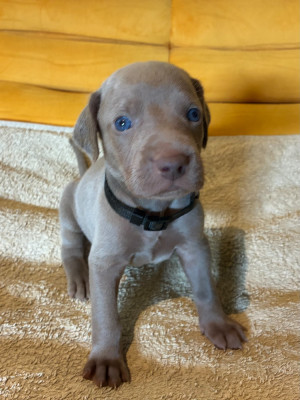 CHIOT 9