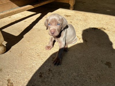 CHIOT 2