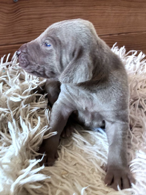 CHIOT