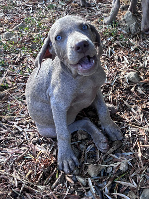 CHIOT