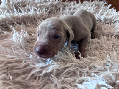 CHIOT