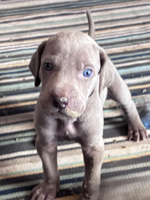 CHIOT