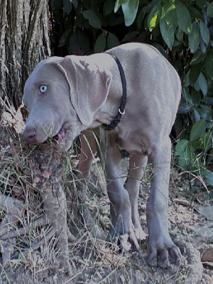 CHIOT