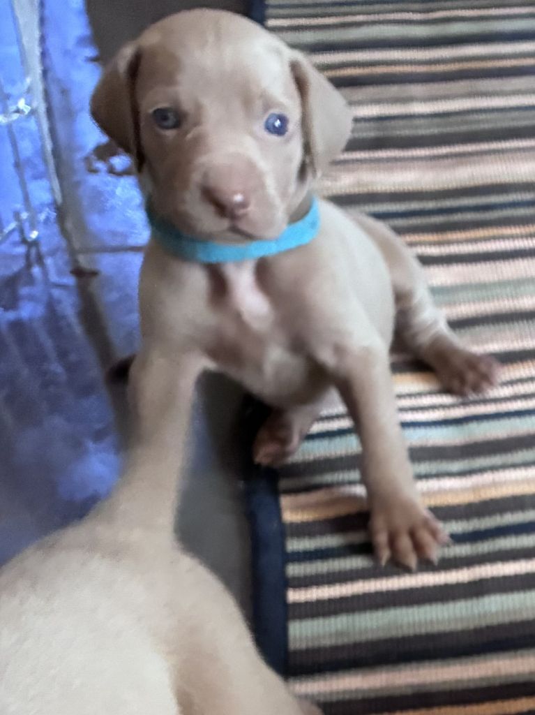 Des Guerriers De Gueule - Chiots disponibles - Braque de Weimar