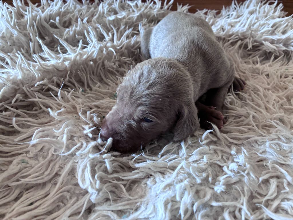 Des Guerriers De Gueule - Chiots disponibles - Braque de Weimar