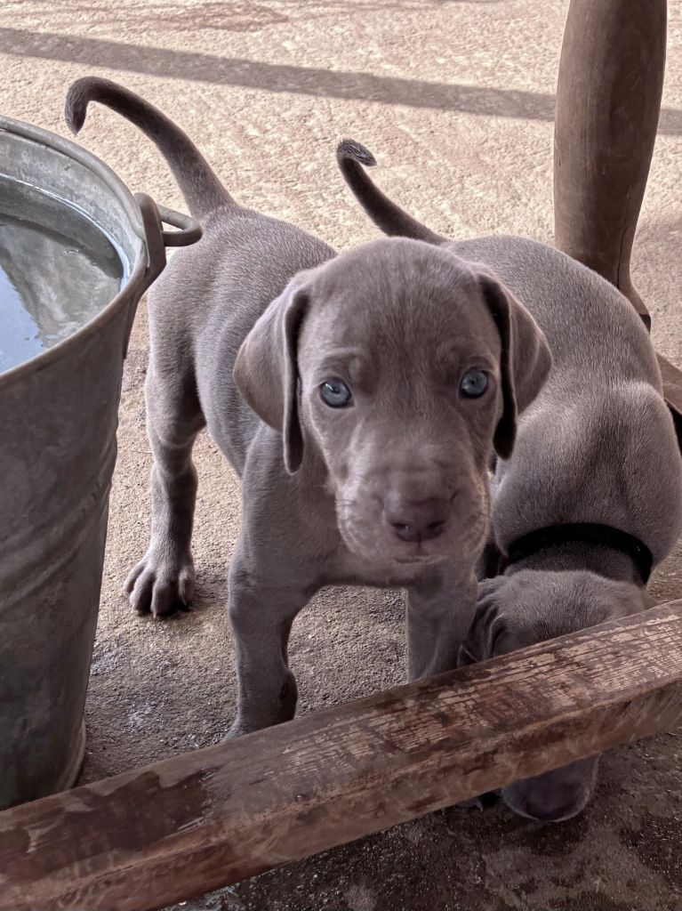 Des Guerriers De Gueule - Chiots disponibles - Braque de Weimar