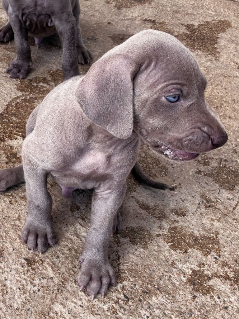 Des Guerriers De Gueule - Chiots disponibles - Braque de Weimar