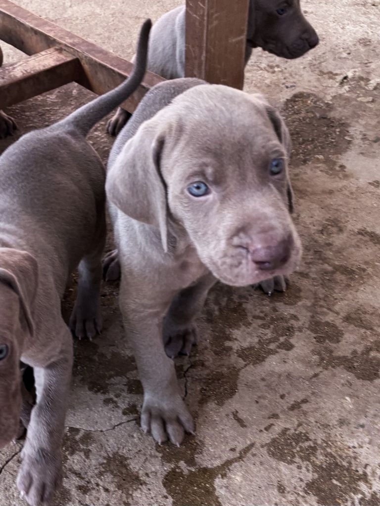Des Guerriers De Gueule - Chiots disponibles - Braque de Weimar