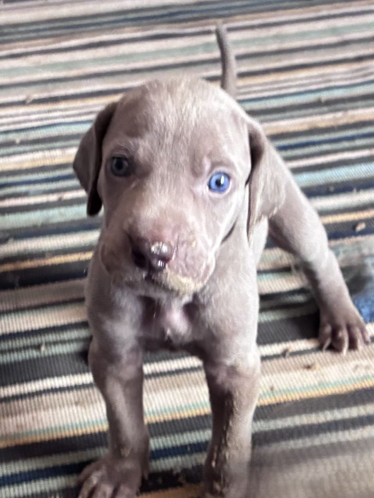 Des Guerriers De Gueule - Chiots disponibles - Braque de Weimar