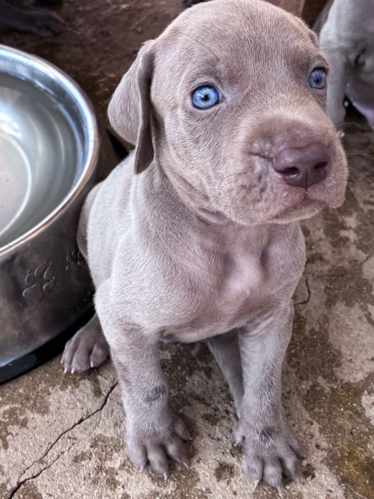 Des Guerriers De Gueule - Chiots disponibles - Braque de Weimar