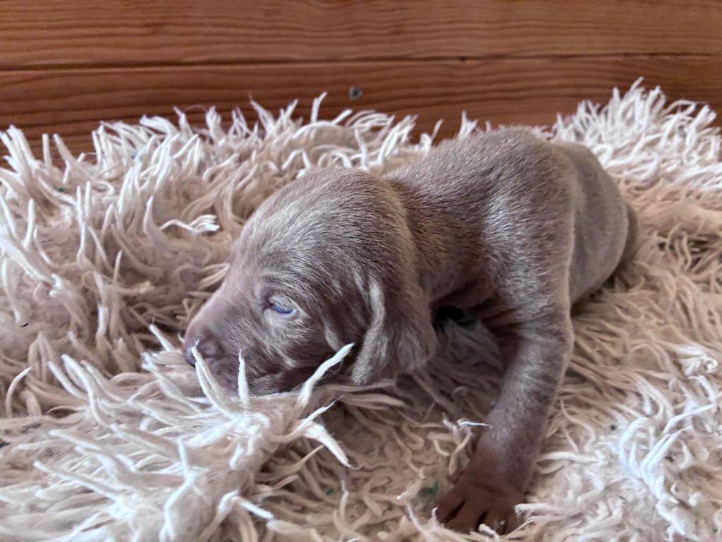 Des Guerriers De Gueule - Chiots disponibles - Braque de Weimar