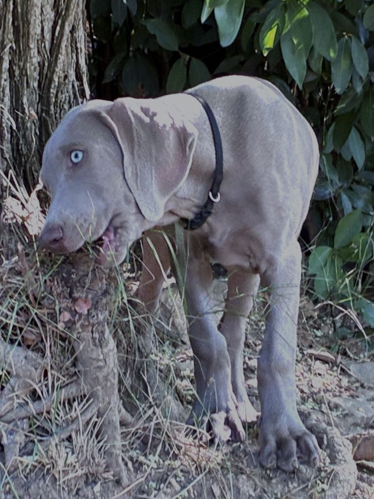 Des Guerriers De Gueule - Chiots disponibles - Braque de Weimar